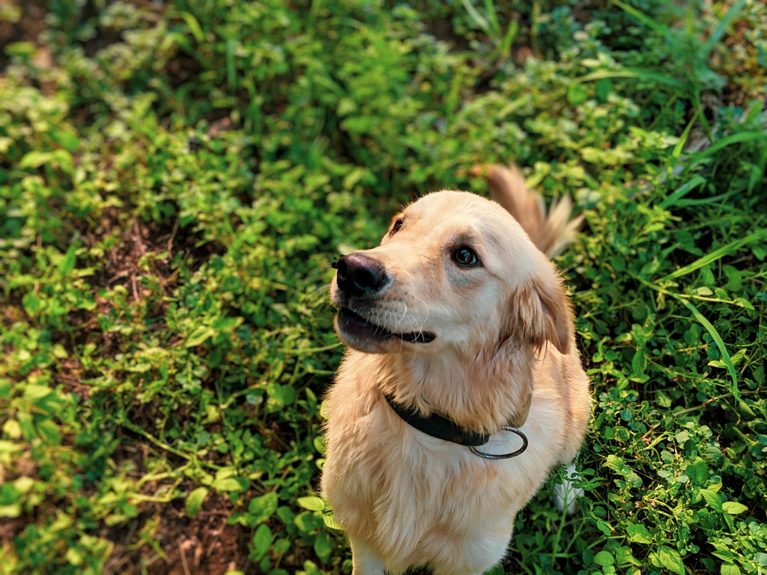 óleos essenciais seguros para cães